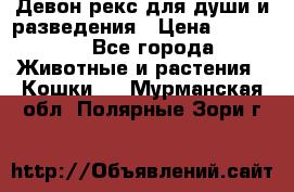 Девон рекс для души и разведения › Цена ­ 20 000 - Все города Животные и растения » Кошки   . Мурманская обл.,Полярные Зори г.